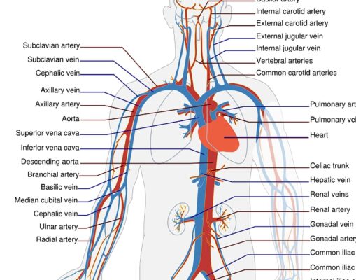 Veins, arteries, and capillaries – Curriculumoptions.org