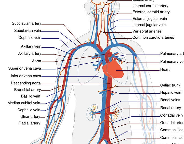 Veins, arteries, and capillaries – Curriculumoptions.org